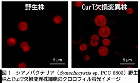 光合成生物の分裂に新たな仕組みを発見－チラコutf-8
