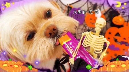 いなばペットフード　お待たせしました、わんちゃん篇