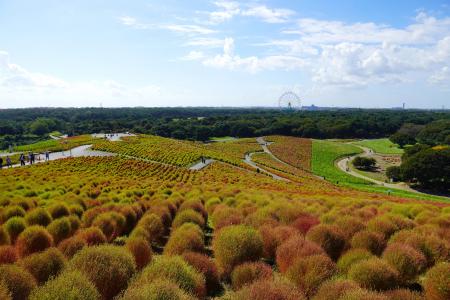 コキア “紅葉始め” となりました（国営ひたち海浜公園