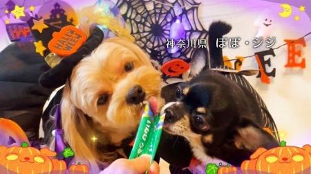 いなばペットフード　「Wanちゅ～る」ハロウィンTVCM