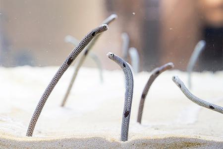 【京都水族館】年に一度の記念日11月11日は「チutf-8