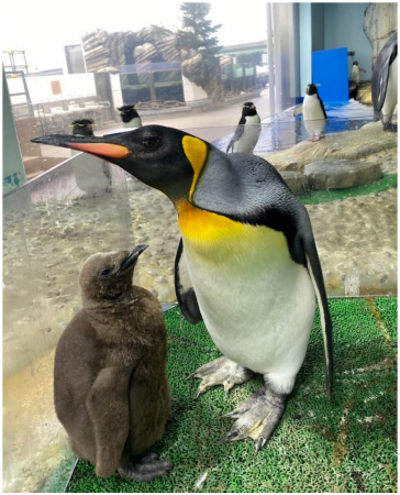 【仙台うみの杜水族館】「オウサマペンギンのヒナ」す