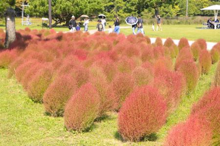 コキア紅葉見頃【国営海の中道海浜公園】