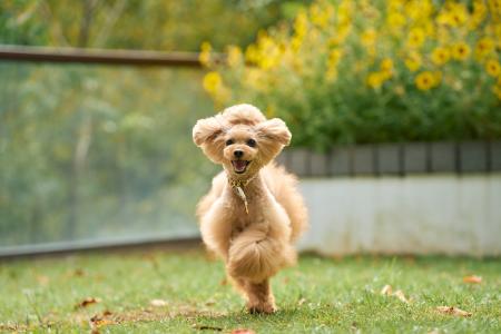 2種のドッグランオープン！獣医師監修の犬ごはんメニ