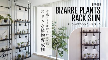 【壁面緑化】床から天井まで植物で埋め尽くそう！奥行