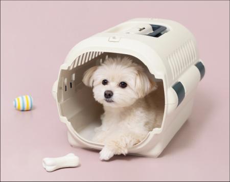 人気の「キャンピングキャリーファイン」が使いやすく