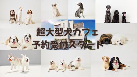 18匹の超大型犬に会える！世界最大級の犬カフェ「犬席