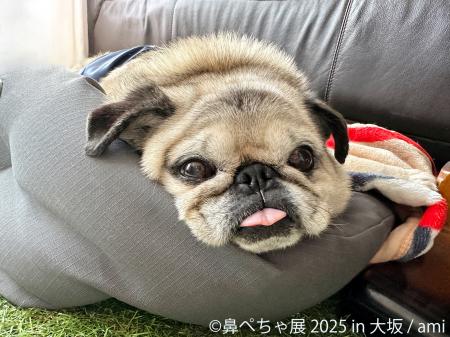 祝・10周年♪ぶひ可愛い“鼻ぺちゃ犬”が大阪に集結utf-8