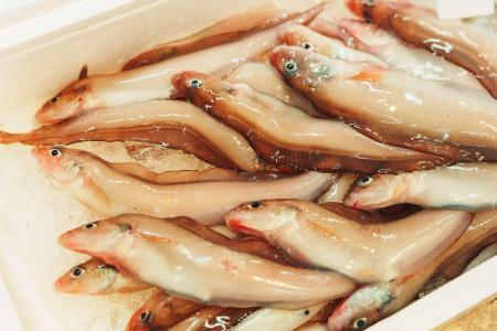 幻の深海魚「幻魚（げんぎょ）」の旬を味わう！道の駅