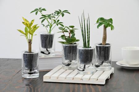 「炭の樹(すみのき)」Makuakeで話題を呼んだインutf-8