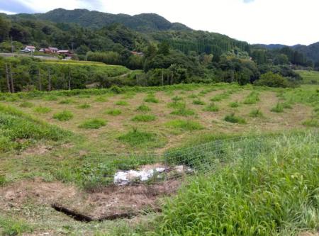 県外・異業種から地域山椒農業のチャレンジへ　　　　
