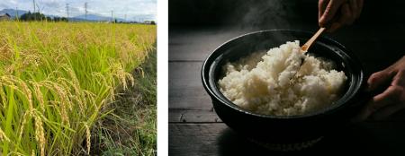 猛暑に負けずに育つ「ネクスト銘柄米」「高温耐性米」 猛暑に負けずに育つ「ネクスト銘柄米」「高温耐性米」