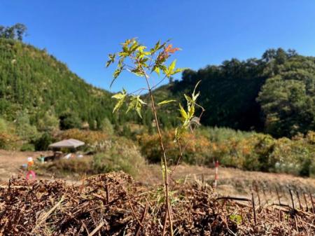 【オリックス銀行】岐阜県高山市に苗木229本を植樹