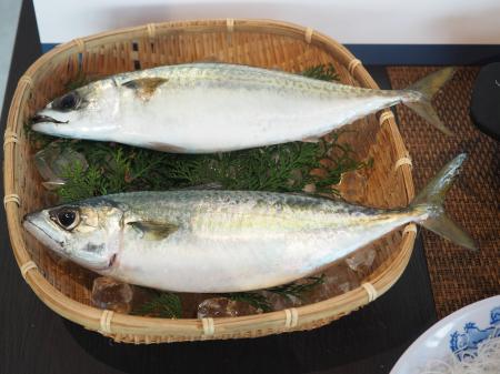 ブランド鯖の先駆け 天然の旨味と養殖の脂が融合utf-8