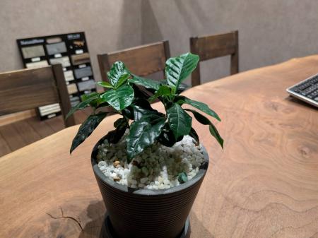 【新サービス】全国30店舗超の外構FCが仕掛ける観葉植 【新サービス】全国30店舗超の外構FCが仕掛ける観葉植