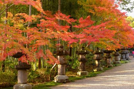 はとバス×飯能市 タイアップ企画　大人のトレッキング