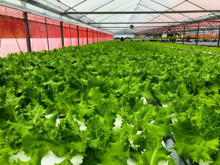 高知で「未来型農業」始動!アドインテ、水耕栽培野菜 高知で「未来型農業」始動!アドインテ、水耕栽培野菜