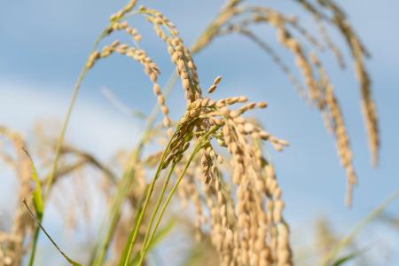 数量限定！狼と香辛料 MERCHANT MEETS THE WISE WOLF×