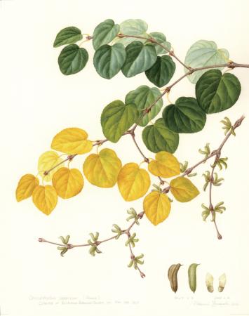 英国キュー王立植物園 山中麻須美氏による『ボタニカ 英国キュー王立植物園 山中麻須美氏による『ボタニカ