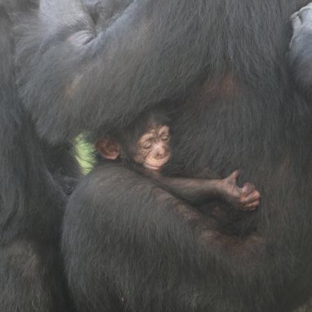 【豊橋総合動植物公園】愛くるしいチンパンジーの赤ち
