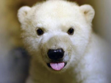 白モフがたまらない!国内31頭のホッキョクグマが登場 白モフがたまらない!国内31頭のホッキョクグマが登場