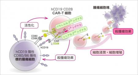 【東京医科大学】第二世代CAR-T細胞の抗腫瘍効果utf-8