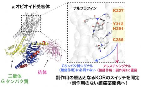 κオピオイド受容体バイアスドシグナリングに関与する κオピオイド受容体バイアスドシグナリングに関与する