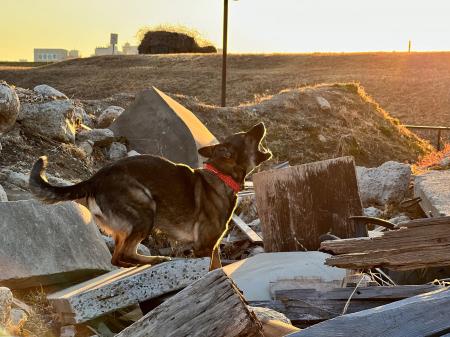 犬の日に、災害救助犬を応援しよう！