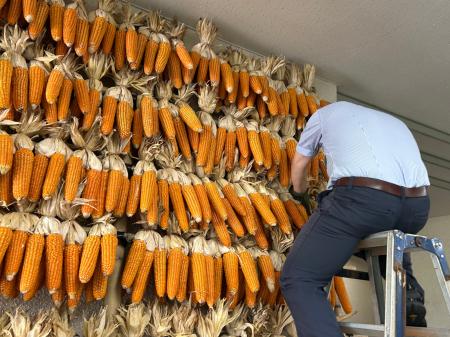 休暇村南阿蘇では、阿蘇の世界農業遺産「地トウキビ」