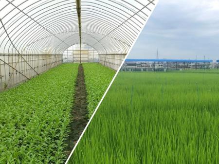 持続的社会の実現を目指し、土壌微生物機能制御・利用 持続的社会の実現を目指し、土壌微生物機能制御・利用