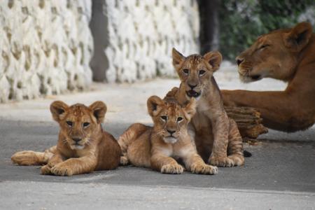 茨城県民限定!秋のサファリを特別料金で楽しむ8日間 茨城県民限定!秋のサファリを特別料金で楽しむ8日間