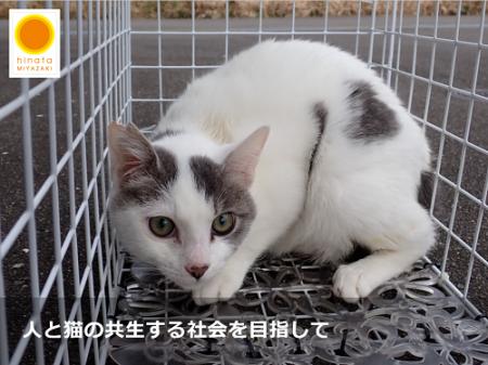 【第２弾】「増やさない」・「命を守る」ひなたの猫応