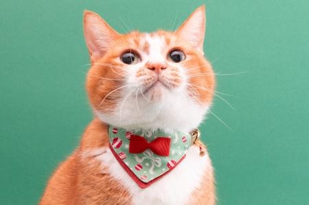 ハゲにくい猫首輪に『クリスマス限定モデル』が新登場