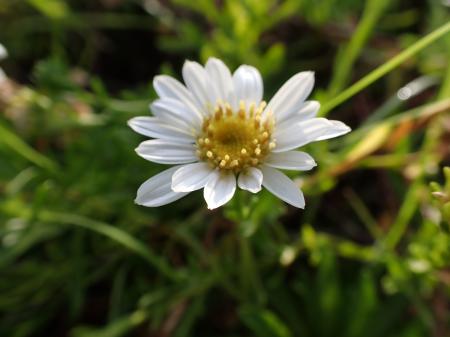 【海洋博公園】植物博士による解説つき！おうちではで