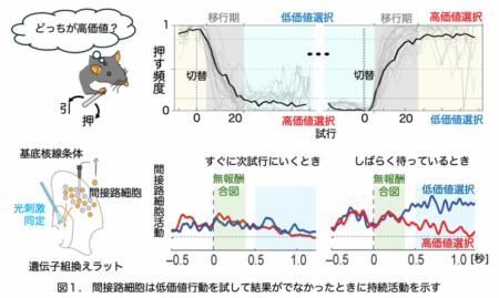 【玉川大学脳科学研究所 研究成果】大脳基底核回utf-8 【玉川大学脳科学研究所 研究成果】大脳基底核回utf-8