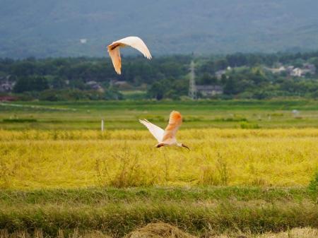 【コープデリ】「佐渡トキ応援お米プロジェクト」2025