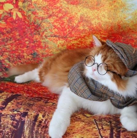 いなばペットフード　わんちゃん・猫ちゃんの 「クリ