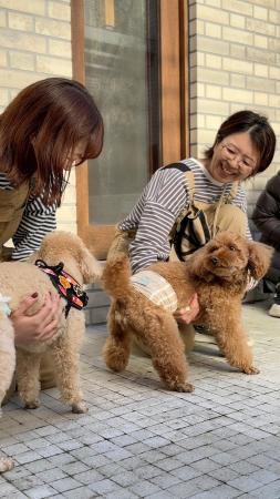 【ドッグ業界発！】美容サロンが犬のトータルビューテ