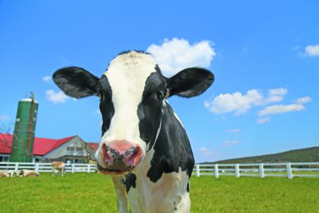 茨城県民・埼玉県民のこどもはマザー牧場の入場が無料 茨城県民・埼玉県民のこどもはマザー牧場の入場が無料