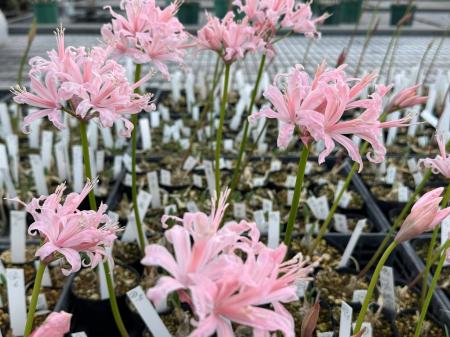 【加茂荘花鳥園：掛川市】ダイヤモンドリリー販売会開