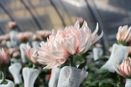 【飛騨高山・岐阜県高山市】直径20cm!絢爛豪華な西洋 【飛騨高山・岐阜県高山市】直径20cm!絢爛豪華な西洋