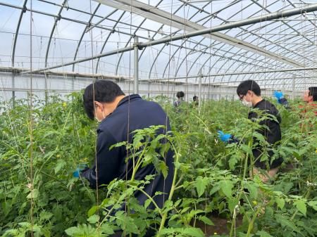 【平和堂】「ミニトマト農業体験＠平和堂ファーム」を