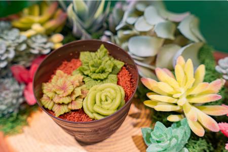 神戸・北野異人館街に“食べられる多肉植物ケーキ”誕生