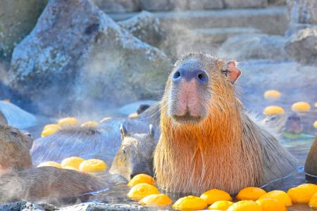 伊豆シャボテン動物公園で、43周年の“伊豆の冬の風物