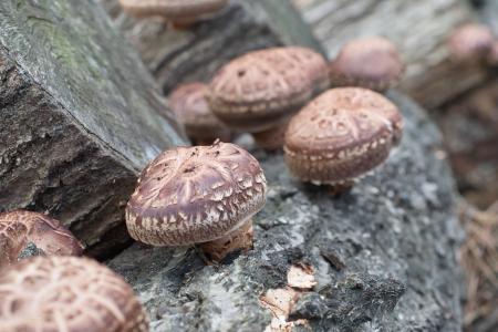 おいしい！いわての原木しいたけ！販売会をいわて銀河