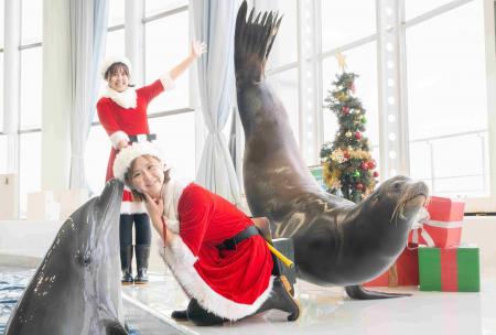 「クリスマス アクアワールド2025」開催!2025年11月1 「クリスマス アクアワールド2025」開催!2025年11月1
