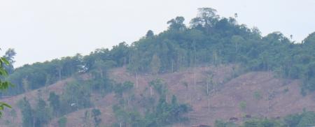 日本・インドネシアの環境NGO 5団体、阪和興業に森林 日本・インドネシアの環境NGO 5団体、阪和興業に森林