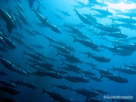 マグロ・カツオ類漁業は気候変動のリスクを最も受けや マグロ・カツオ類漁業は気候変動のリスクを最も受けや