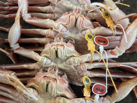 【福井県福井市】冬の味覚の王者「越前がに」いよいよ 【福井県福井市】冬の味覚の王者「越前がに」いよいよ