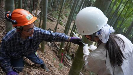 竹の間伐を体験 年2000人訪問「いなぎめぐみの里山」 竹の間伐を体験 年2000人訪問「いなぎめぐみの里山」